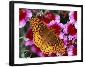 Butterfly Landing on Flowers-Ralph Morsch-Framed Photographic Print