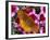 Butterfly Landing on Flowers-Ralph Morsch-Framed Photographic Print