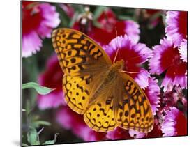 Butterfly Landing on Flowers-Ralph Morsch-Mounted Photographic Print