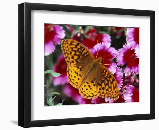 Butterfly Landing on Flowers-Ralph Morsch-Framed Photographic Print