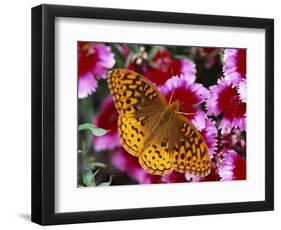 Butterfly Landing on Flowers-Ralph Morsch-Framed Photographic Print