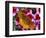 Butterfly Landing on Flowers-Ralph Morsch-Framed Photographic Print