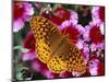 Butterfly Landing on Flowers-Ralph Morsch-Mounted Photographic Print