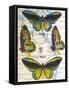 Butterfly Map III-John Butler-Framed Stretched Canvas