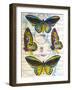 Butterfly Map III-John Butler-Framed Art Print