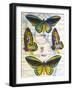 Butterfly Map III-John Butler-Framed Art Print