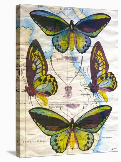 Butterfly Map III-John Butler-Stretched Canvas