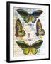 Butterfly Map III-John Butler-Framed Art Print