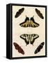 Butterfly Melage II-null-Framed Stretched Canvas