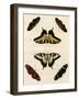 Butterfly Melage II-null-Framed Art Print