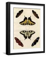 Butterfly Melage II-null-Framed Art Print