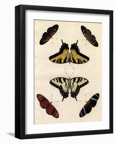 Butterfly Melage II-null-Framed Art Print