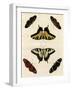 Butterfly Melage II-null-Framed Art Print