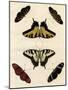 Butterfly Melage II-null-Mounted Art Print