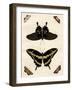 Butterfly Melage III-null-Framed Art Print