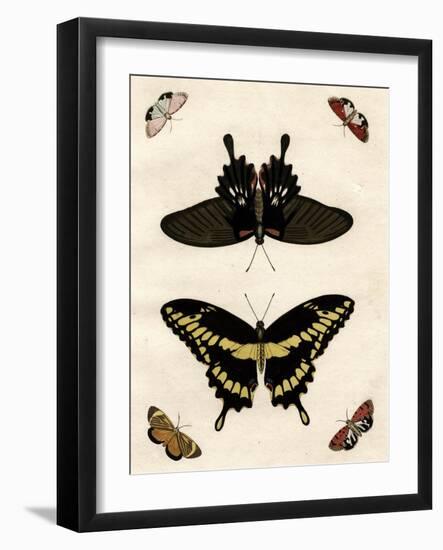 Butterfly Melage III-null-Framed Art Print