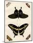 Butterfly Melage III-null-Mounted Art Print