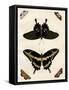 Butterfly Melage III-null-Framed Stretched Canvas