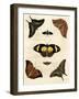 Butterfly Melage IV-null-Framed Art Print