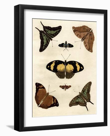 Butterfly Melage IV-null-Framed Art Print