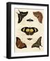 Butterfly Melage IV-null-Framed Art Print