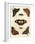 Butterfly Melage IV-null-Framed Art Print