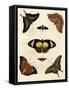 Butterfly Melage IV-null-Framed Stretched Canvas