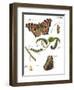 Butterfly Metamorphosis II-Vision Studio-Framed Art Print