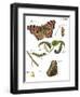 Butterfly Metamorphosis II-Vision Studio-Framed Art Print