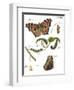 Butterfly Metamorphosis II-Vision Studio-Framed Art Print