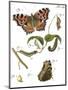 Butterfly Metamorphosis II-Vision Studio-Mounted Art Print