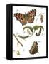 Butterfly Metamorphosis II-Vision Studio-Framed Stretched Canvas