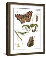 Butterfly Metamorphosis II-Vision Studio-Framed Art Print