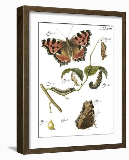 Butterfly Metamorphosis II-Vision Studio-Framed Art Print