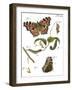 Butterfly Metamorphosis II-Vision Studio-Framed Art Print