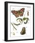 Butterfly Metamorphosis II-Vision Studio-Framed Art Print