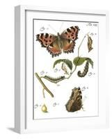 Butterfly Metamorphosis II-Vision Studio-Framed Art Print