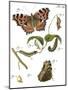 Butterfly Metamorphosis II-Vision Studio-Mounted Art Print