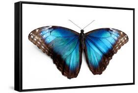 Butterfly Morpho Rhetenor Cacica Isolated Over White Background-Krivosheev Vitaly-Framed Stretched Canvas
