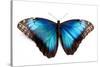 Butterfly Morpho Rhetenor Cacica Isolated Over White Background-Krivosheev Vitaly-Stretched Canvas