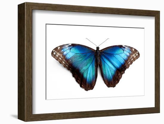 Butterfly Morpho Rhetenor Cacica Isolated Over White Background-Krivosheev Vitaly-Framed Photographic Print