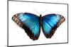 Butterfly Morpho Rhetenor Cacica Isolated Over White Background-Krivosheev Vitaly-Mounted Photographic Print