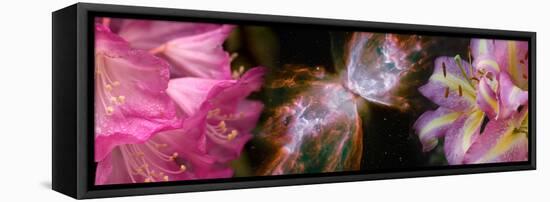 Butterfly Nebula with Iris and Pink Flowers-null-Framed Stretched Canvas