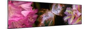 Butterfly Nebula with Iris and Pink Flowers-null-Mounted Photographic Print