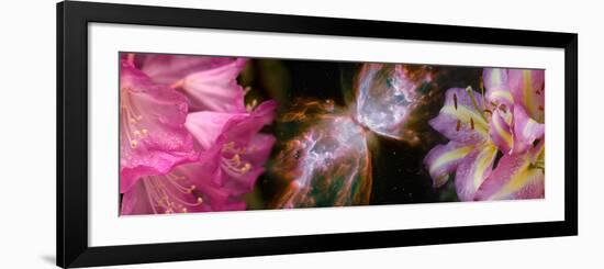 Butterfly Nebula with Iris and Pink Flowers-null-Framed Photographic Print