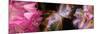Butterfly Nebula with Iris and Pink Flowers-null-Mounted Photographic Print