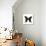 Butterfly Noir-Assaf Frank-Giclee Print displayed on a wall