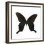 Butterfly Noir-Assaf Frank-Framed Giclee Print