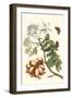 Butterfly on a Spanish Plum-Maria Sibylla Merian-Framed Art Print