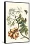 Butterfly on a Spanish Plum-Maria Sibylla Merian-Framed Stretched Canvas
